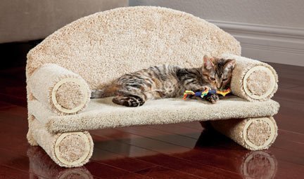 CLASE del gato del gatito del sofá, 30