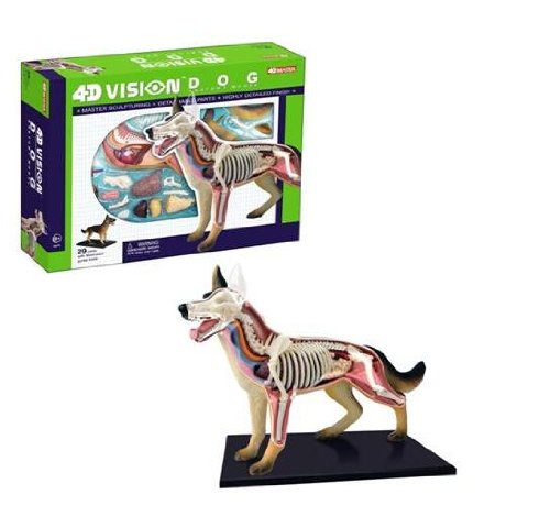 Modelo Tedco 4D Vision perro Anatomía